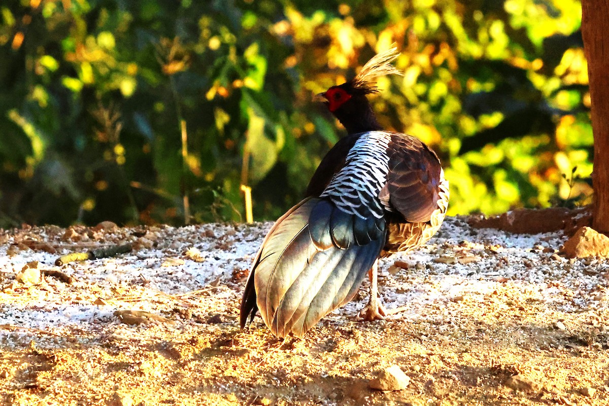 Kalij Pheasant - ML638181672
