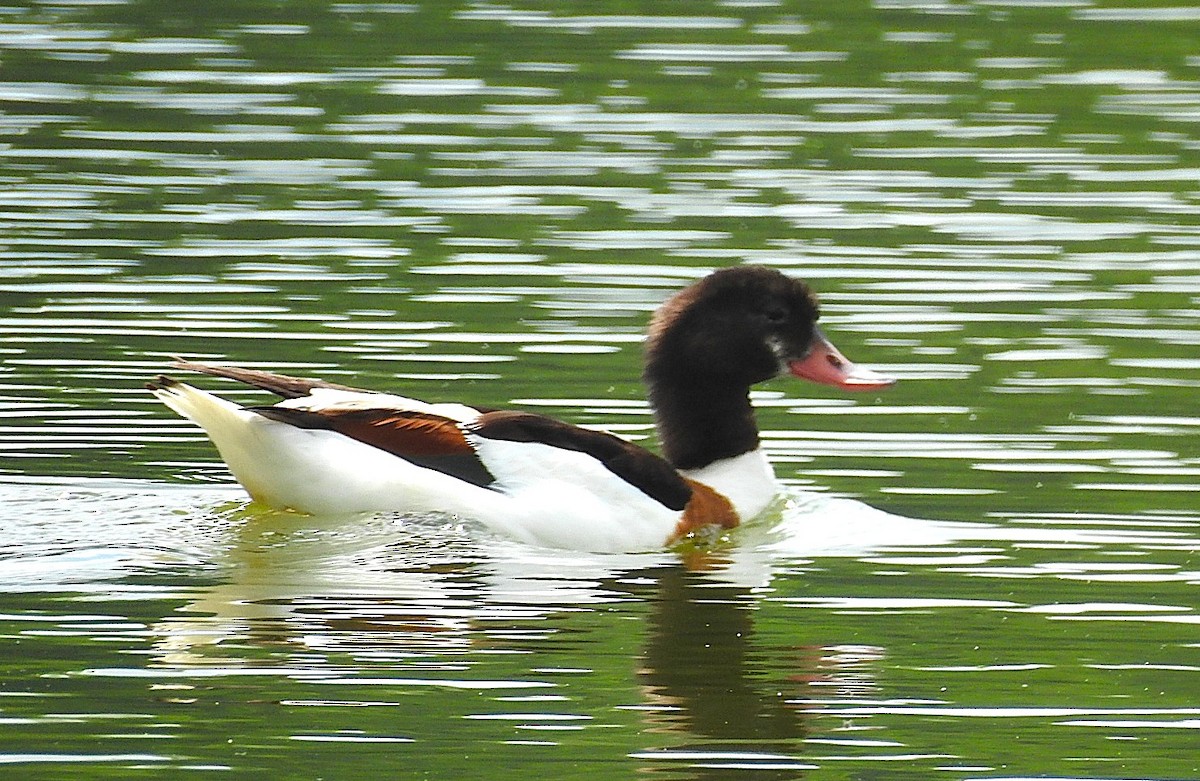 Common Shelduck - ML638181676