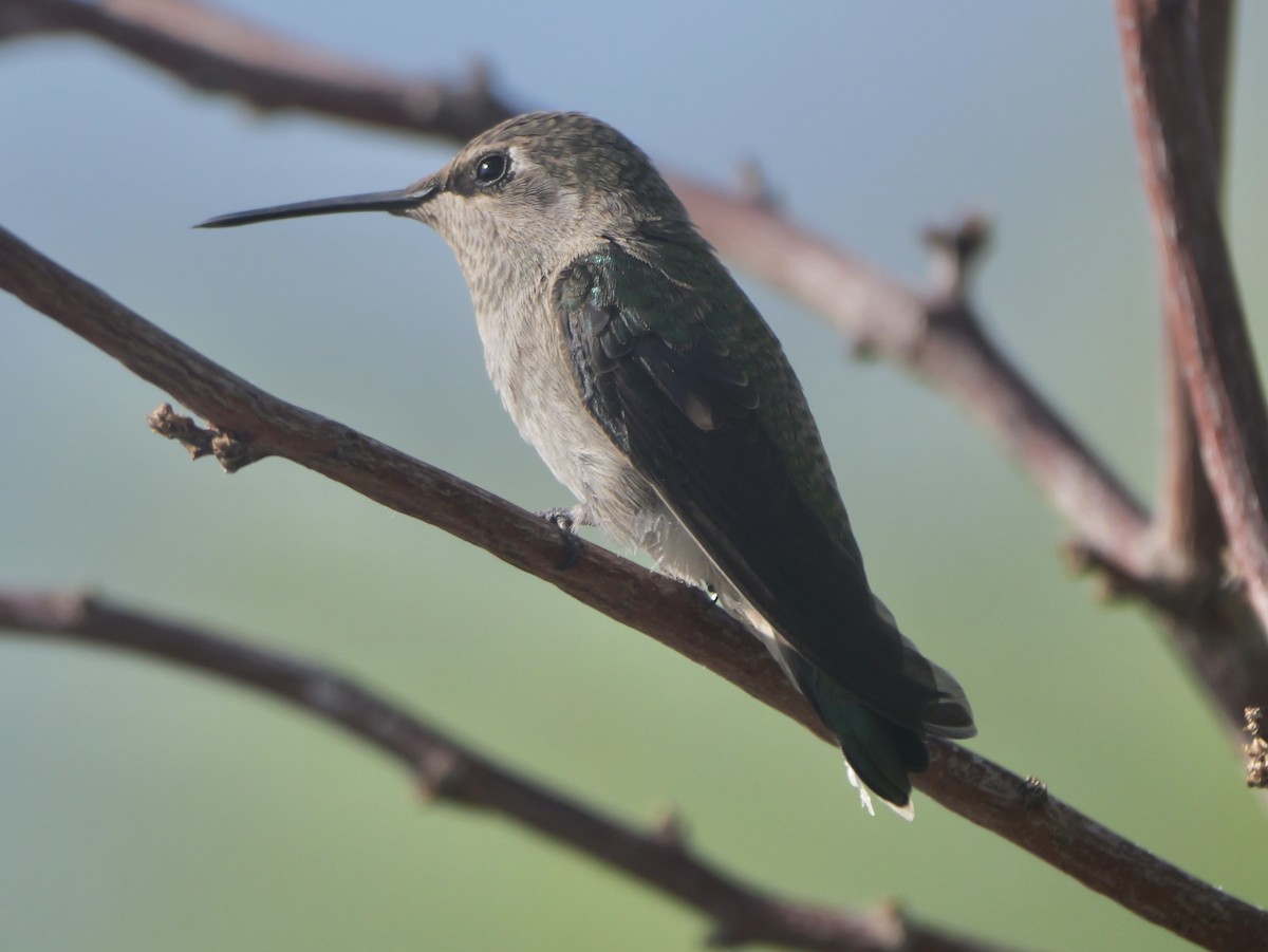 Costa's Hummingbird - ML638181690