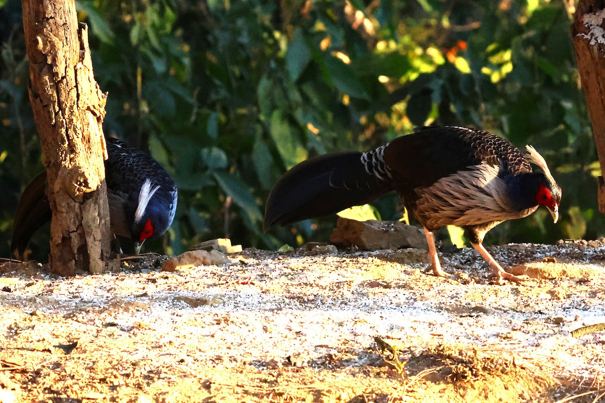 Kalij Pheasant - ML638181692