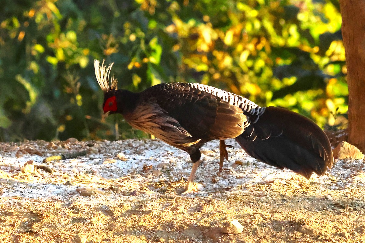 Kalij Pheasant - ML638181694