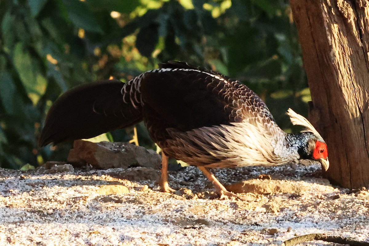 Kalij Pheasant - ML638181706