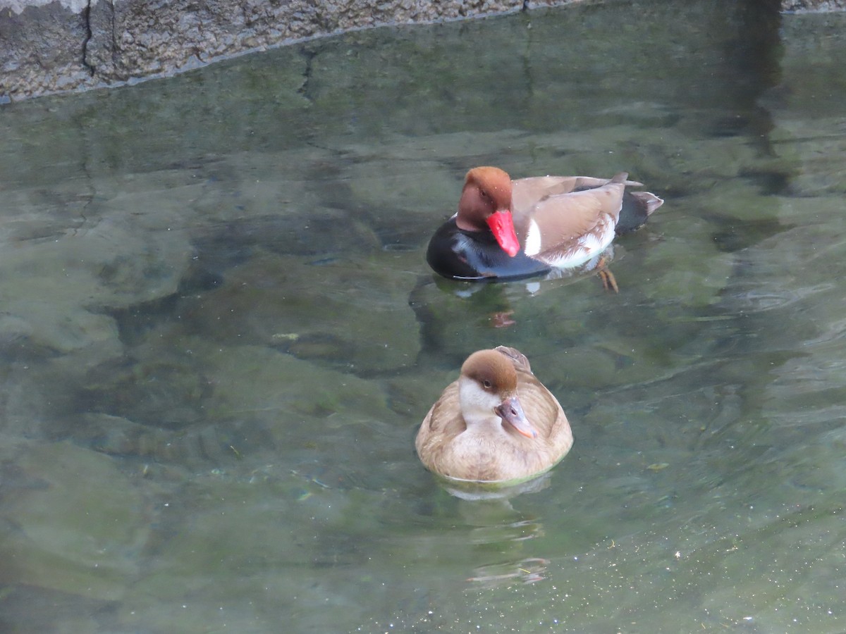 Red-crested Pochard - ML638181766