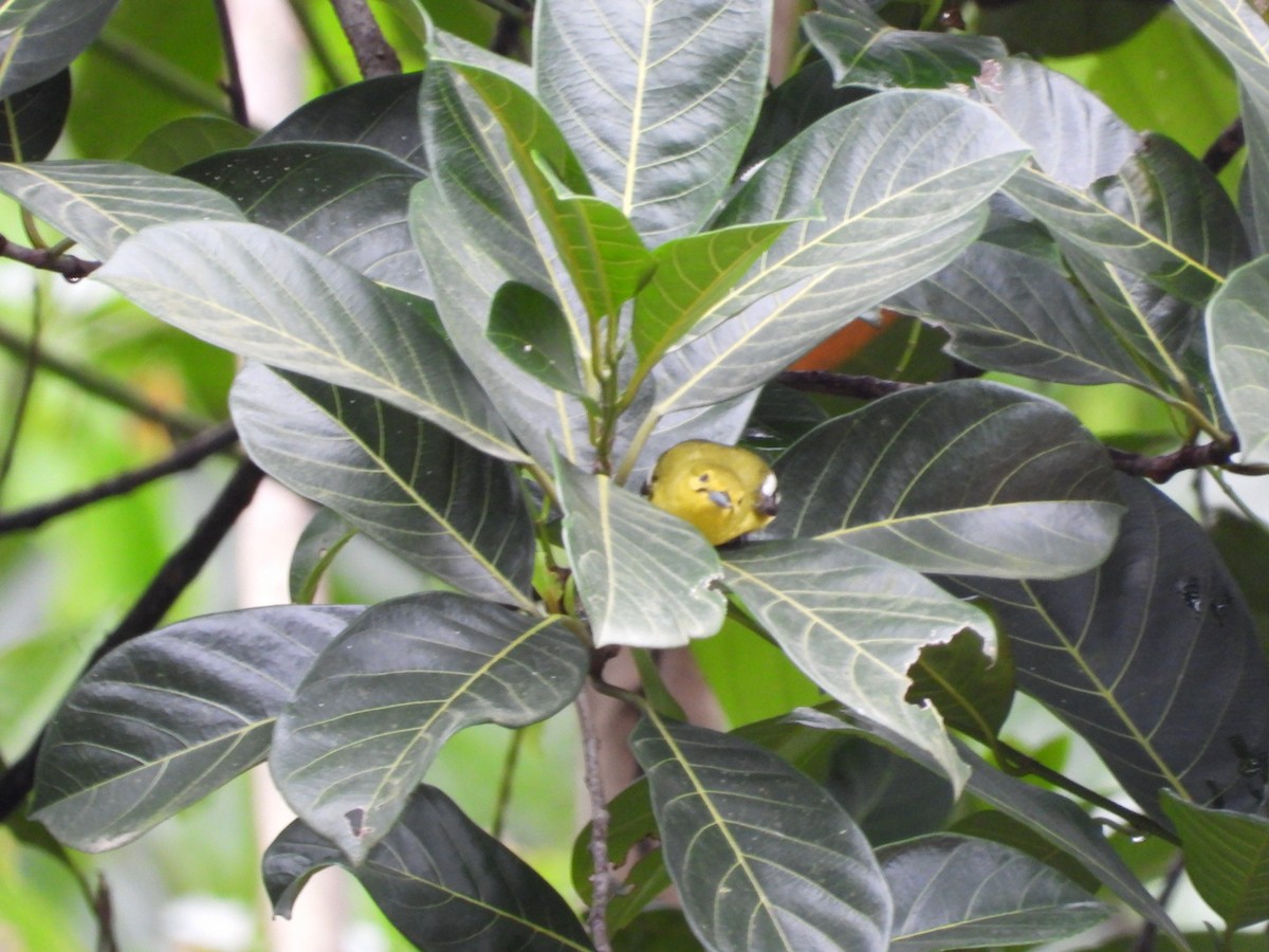 Common Iora - ML638181776