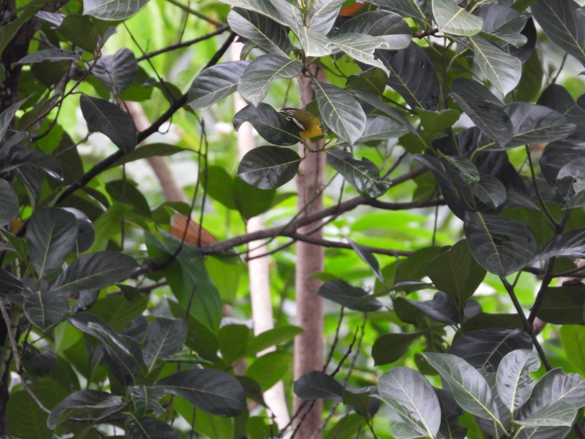 Common Iora - ML638181777