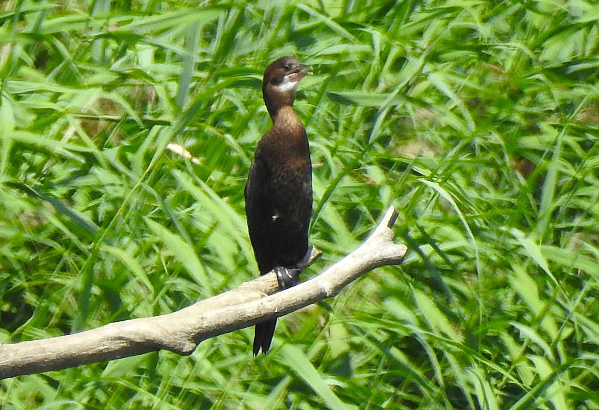 Pygmy Cormorant - ML638181791