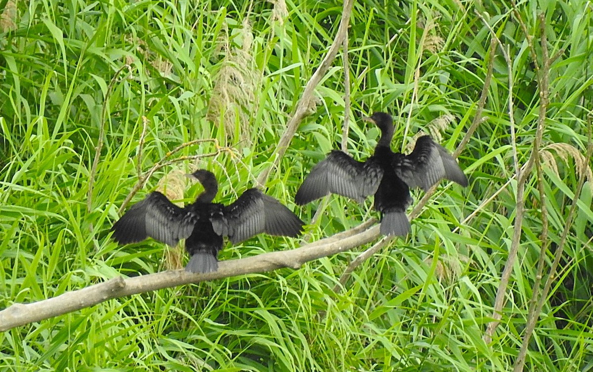 Pygmy Cormorant - ML638181795