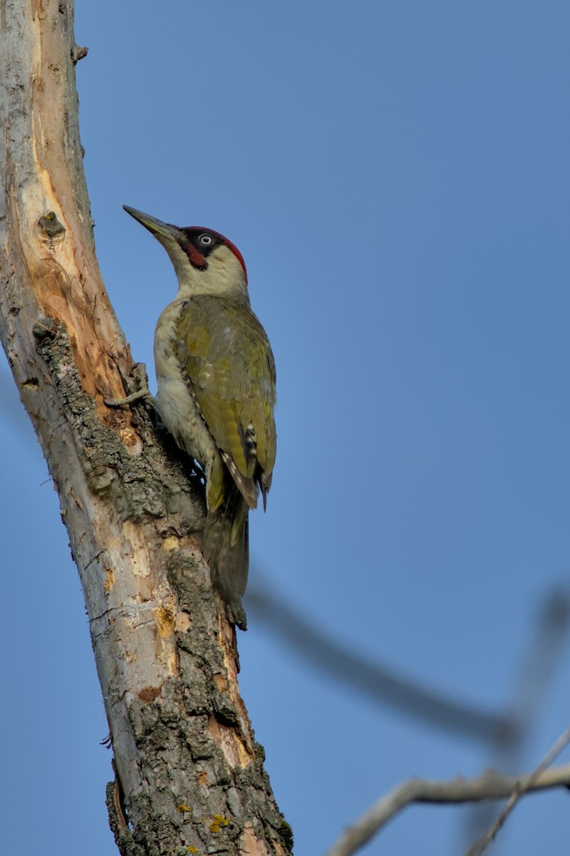 Eurasian Green Woodpecker - ML638181797