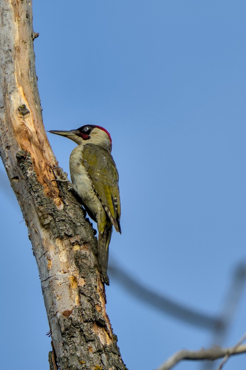 Eurasian Green Woodpecker - ML638181798