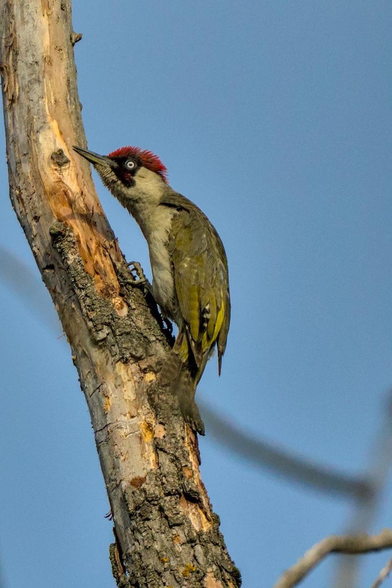 Eurasian Green Woodpecker - ML638181799