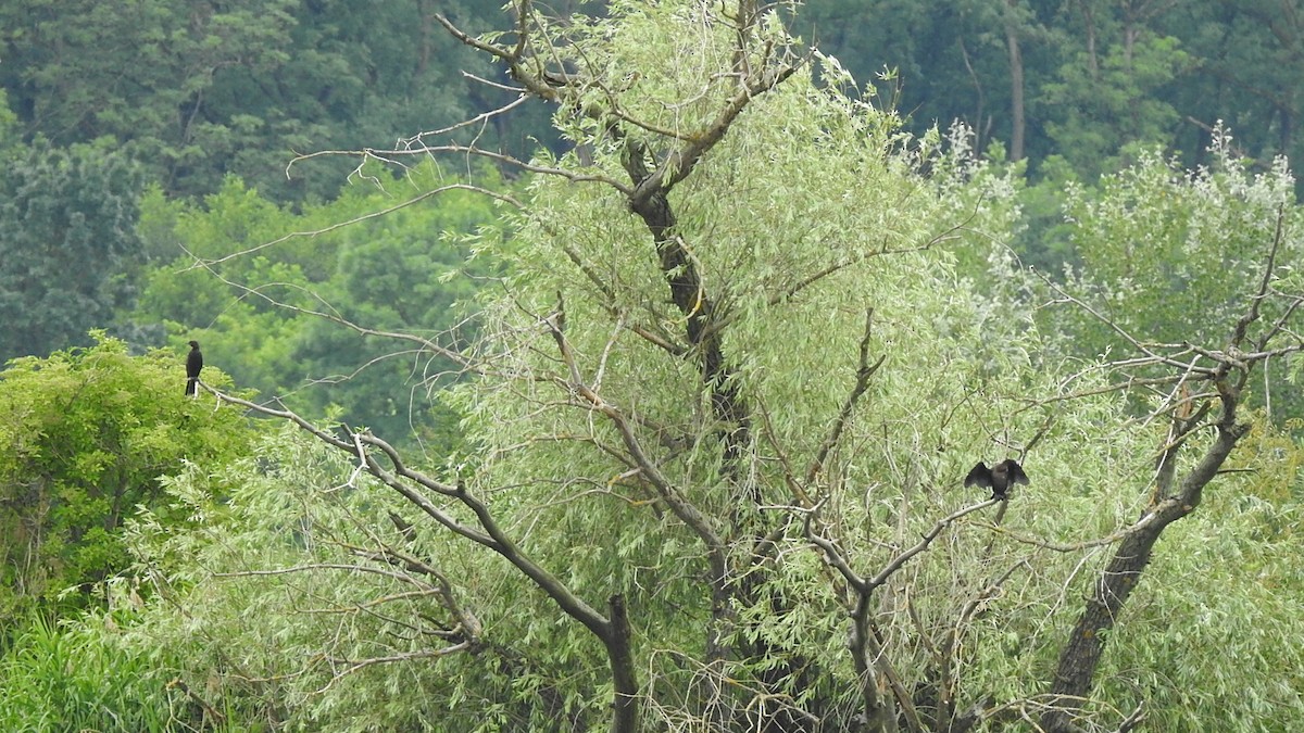 Pygmy Cormorant - ML638181801