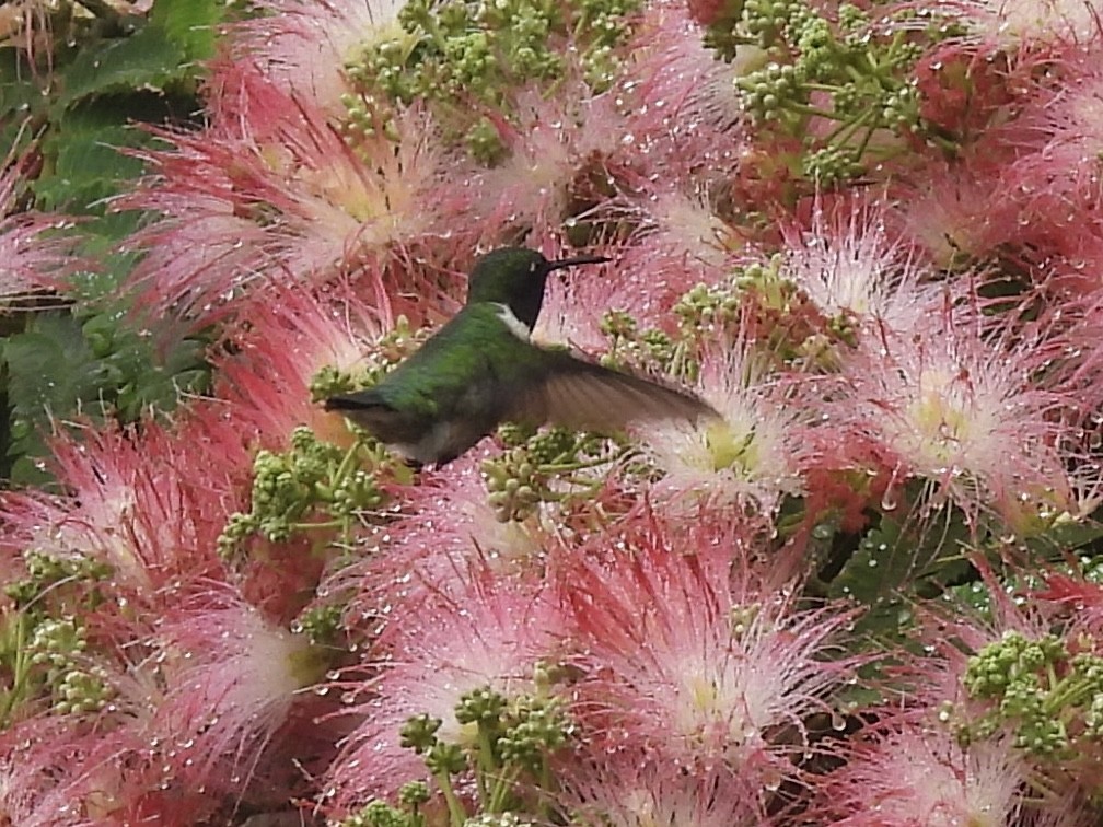 Ruby-throated Hummingbird - ML638181802