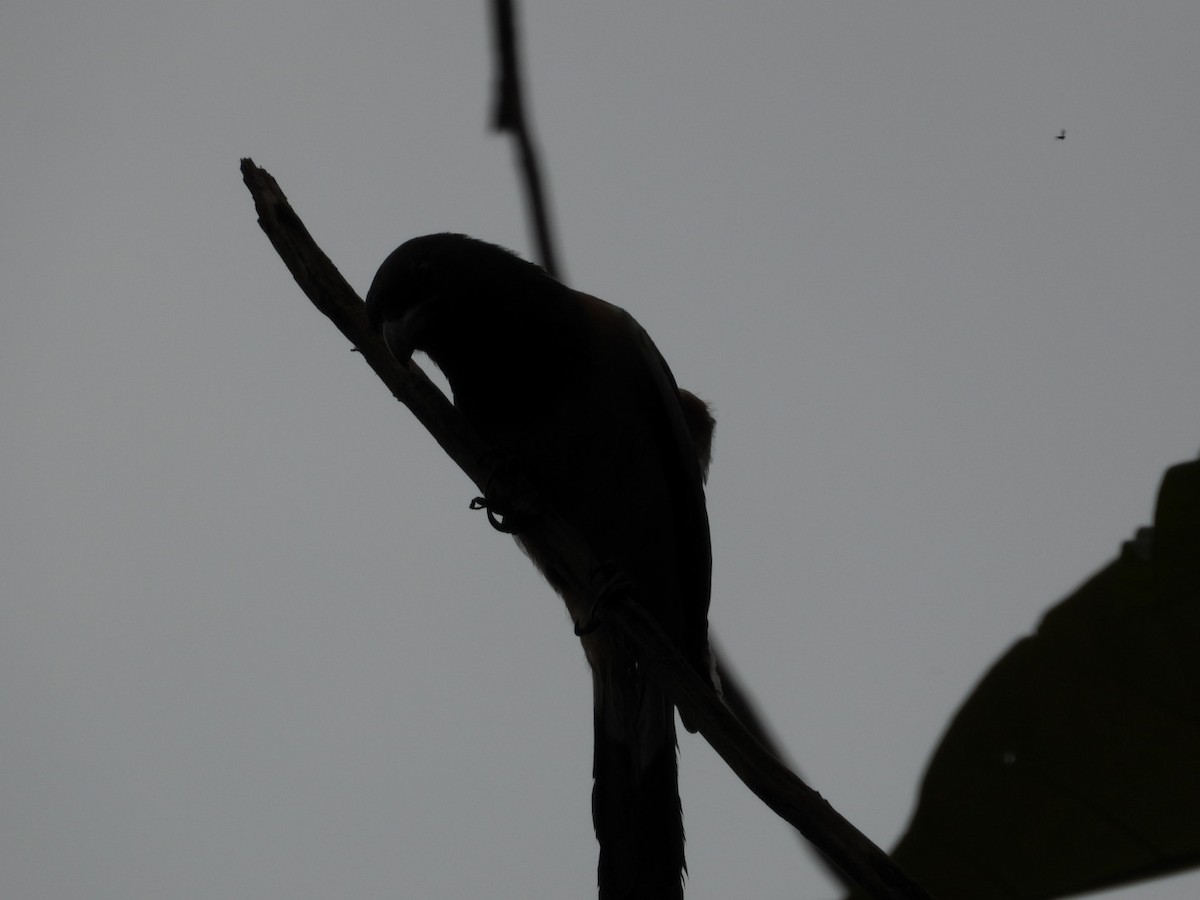 Rufous Treepie - ML638181804
