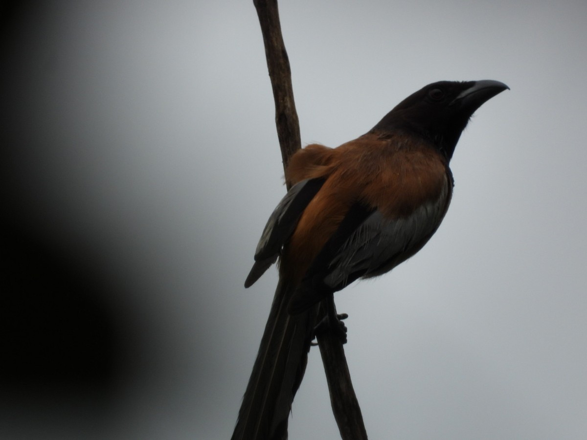 Rufous Treepie - ML638181805