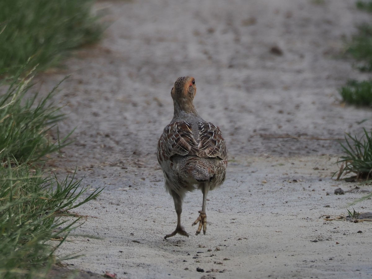 Gray Partridge - ML638181834