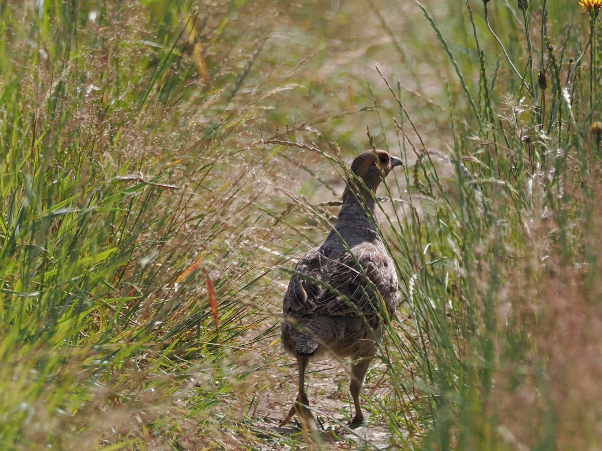 Gray Partridge - ML638181835