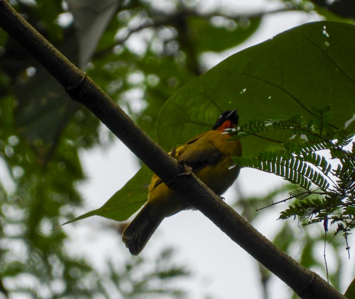 Flame-throated Bulbul - ML638181855