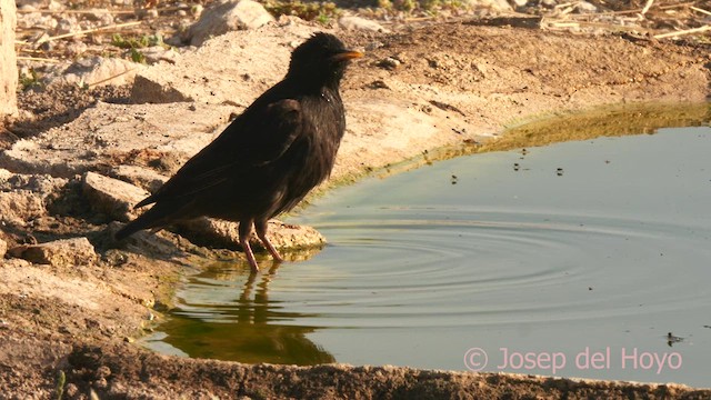 Spotless Starling - ML638181886