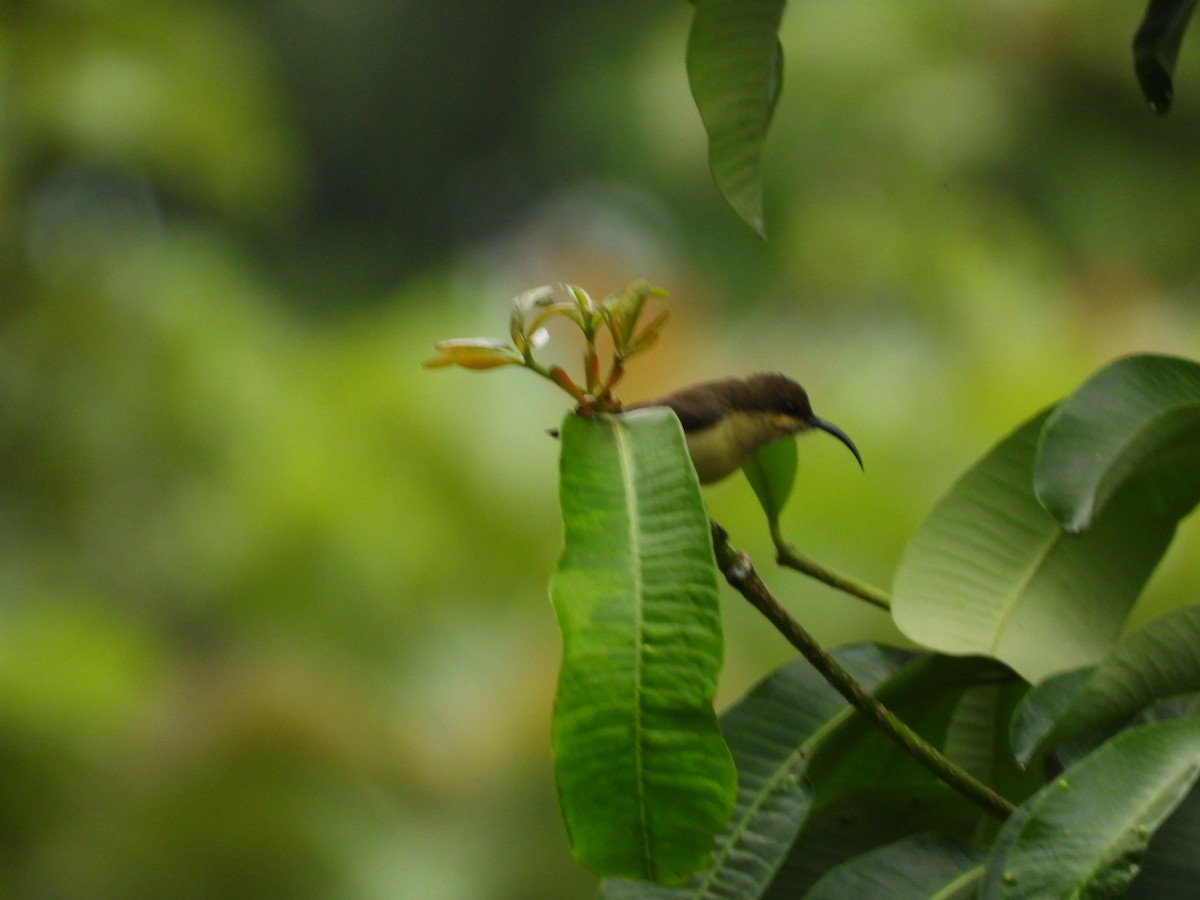 Loten's Sunbird - ML638181906