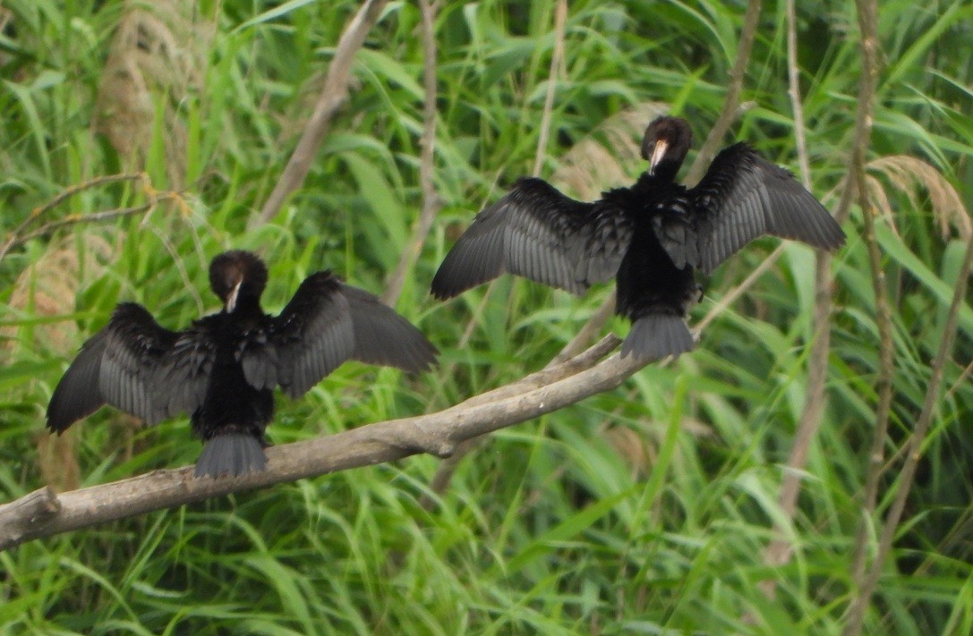 Pygmy Cormorant - ML638181925