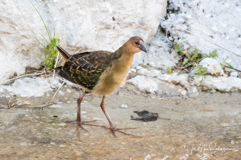 Allen's Gallinule - ML638181942