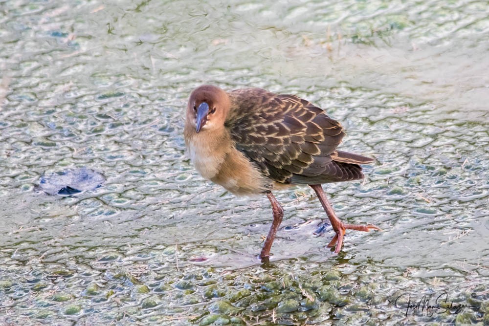 Allen's Gallinule - ML638181943