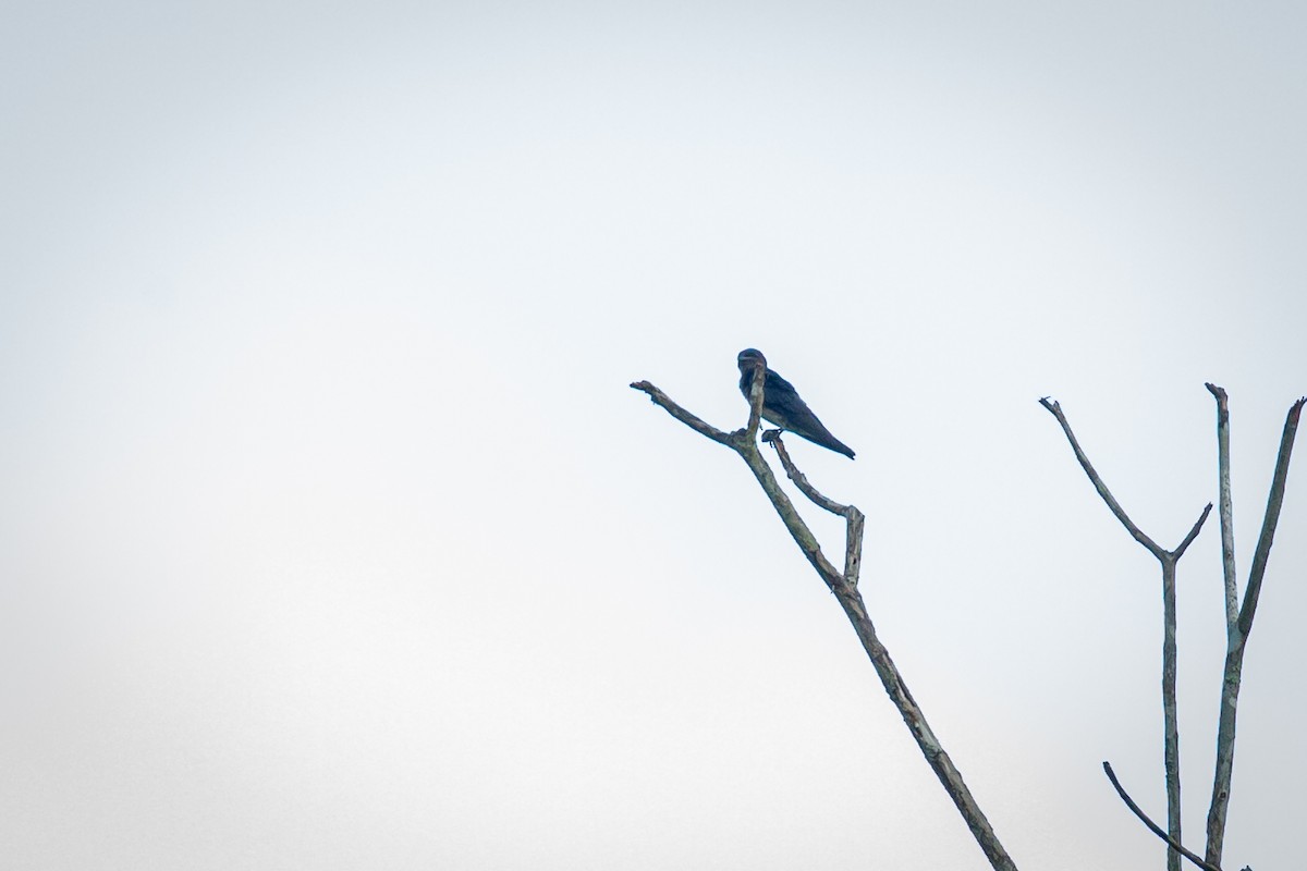 Southern Rough-winged Swallow - ML638181960
