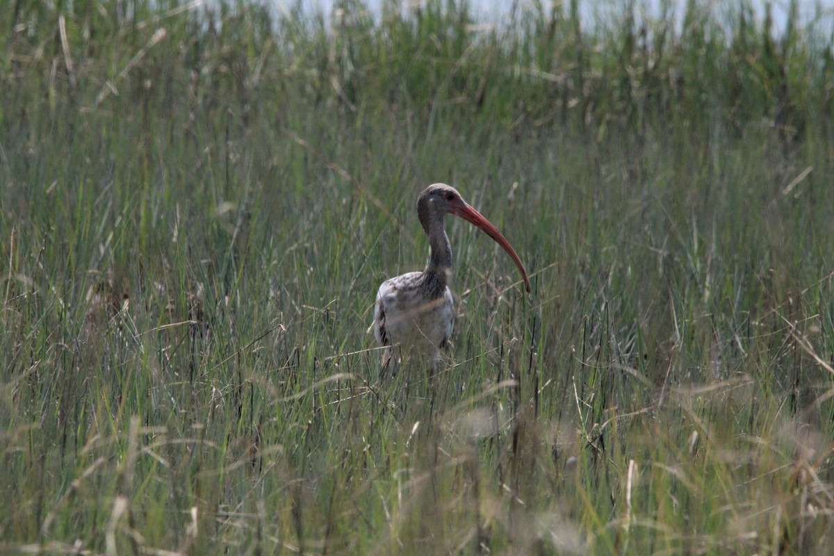 White Ibis - ML638181961
