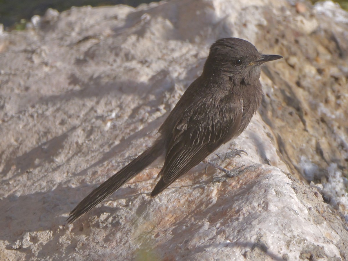 Black Phoebe - ML638181973