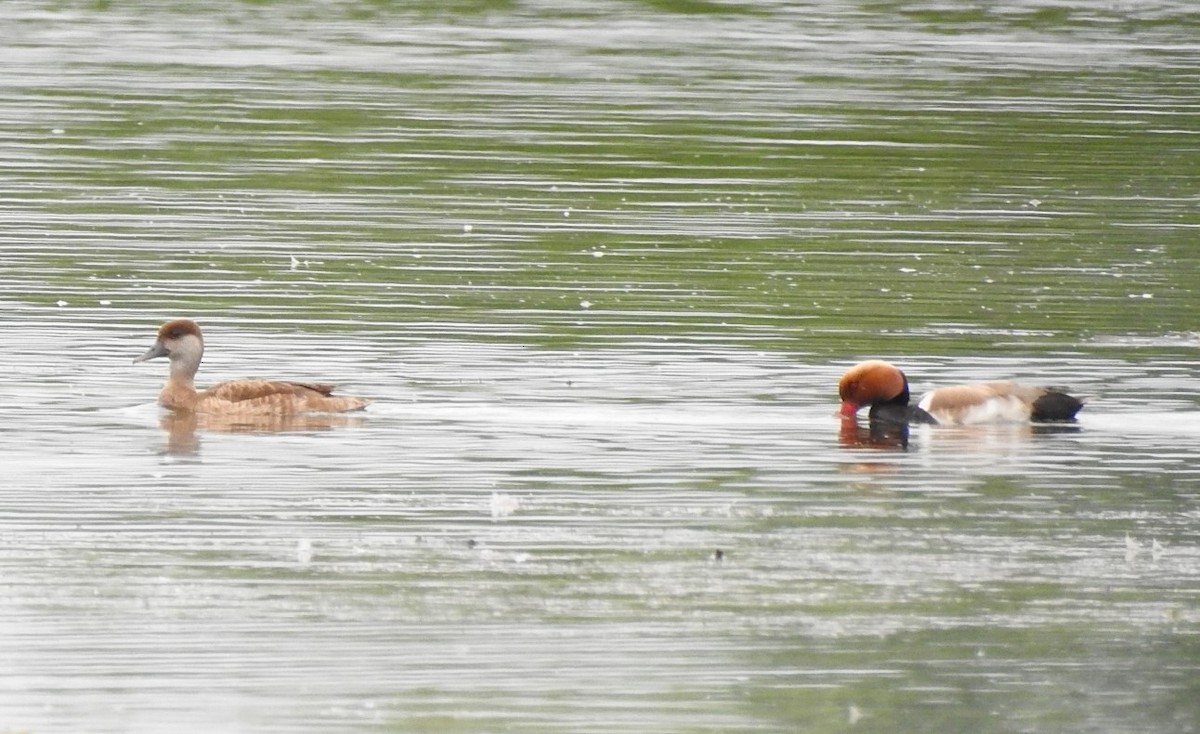 Red-crested Pochard - ML638181975
