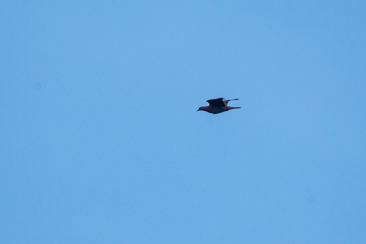 Pale-vented Pigeon - ML638182001