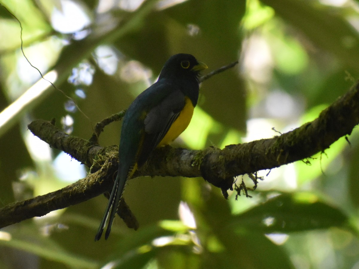 Choco Black-throated Trogon - ML638182019