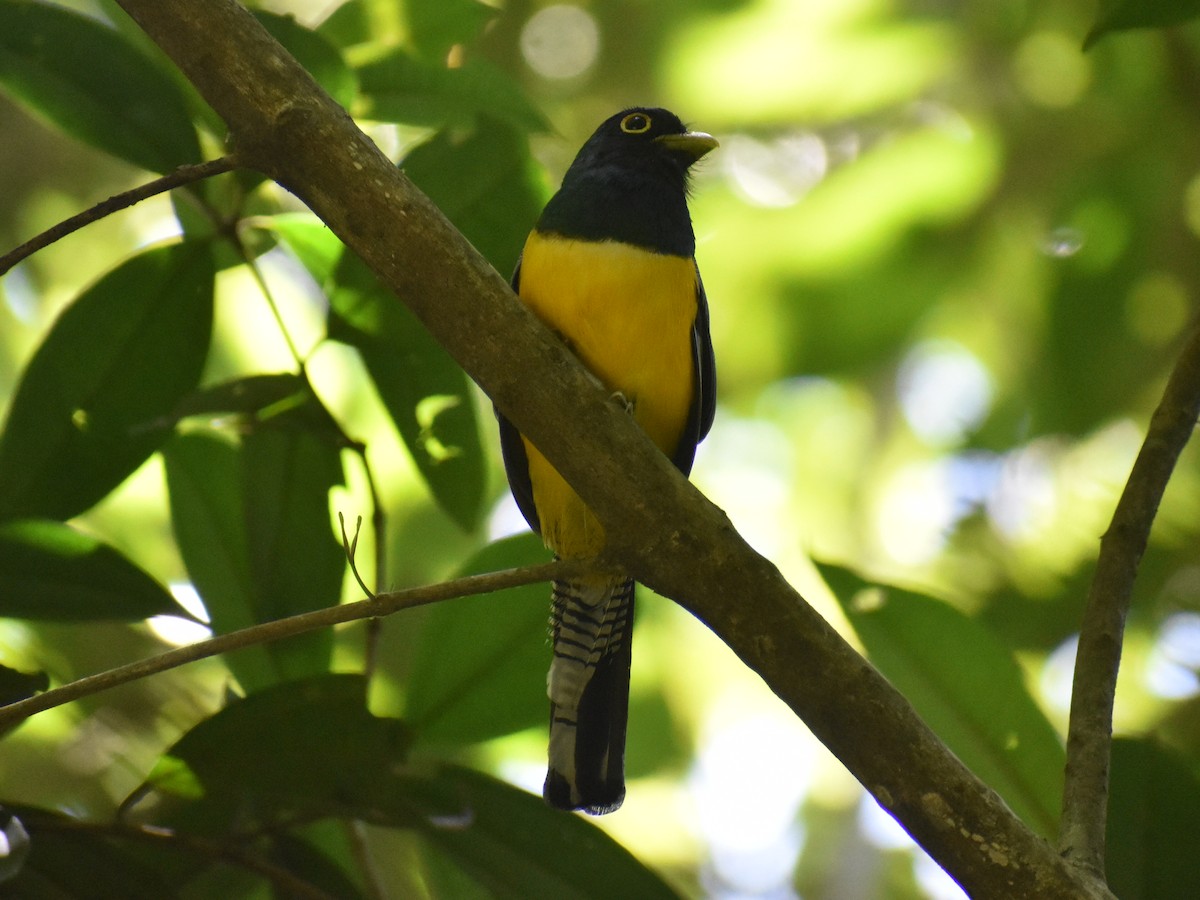 Choco Black-throated Trogon - ML638182020