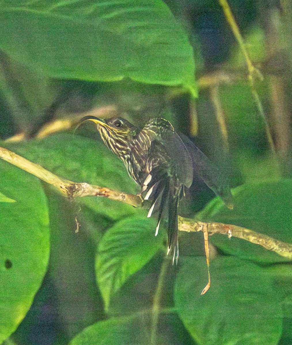 White-tipped Sicklebill - ML638182029