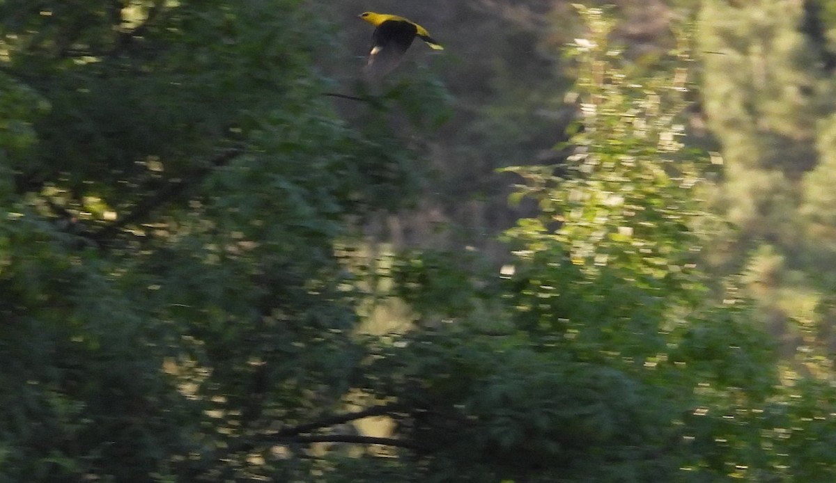 Eurasian Golden Oriole - ML638182040