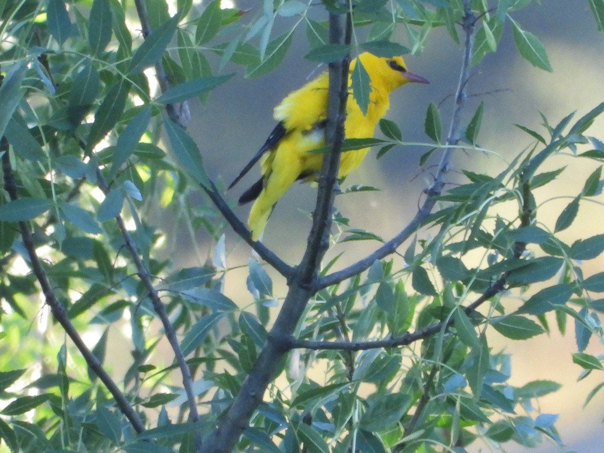 Eurasian Golden Oriole - ML638182043