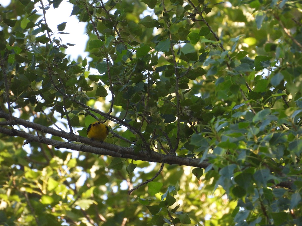 Eurasian Golden Oriole - ML638182044