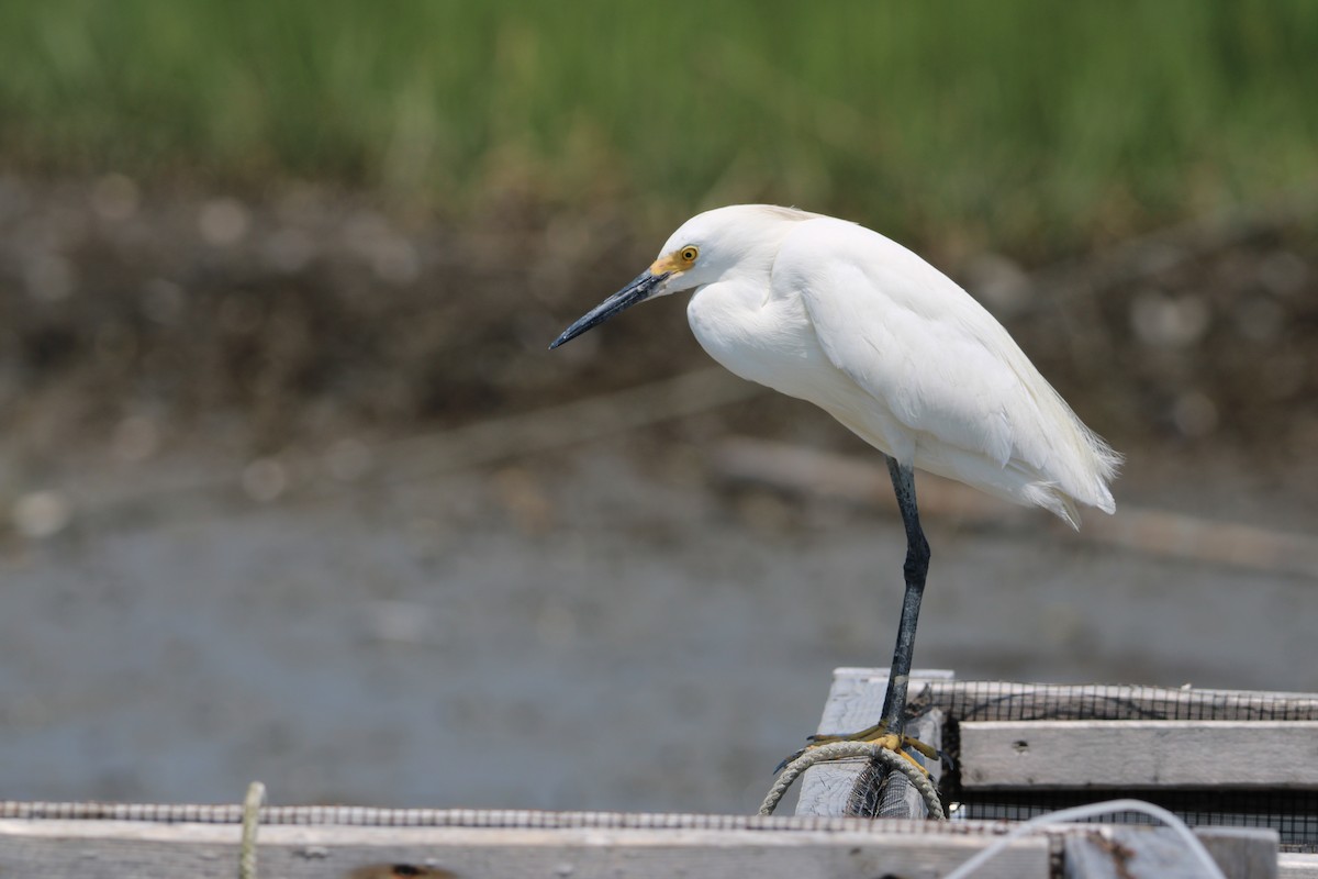 Snowy Egret - ML638182059