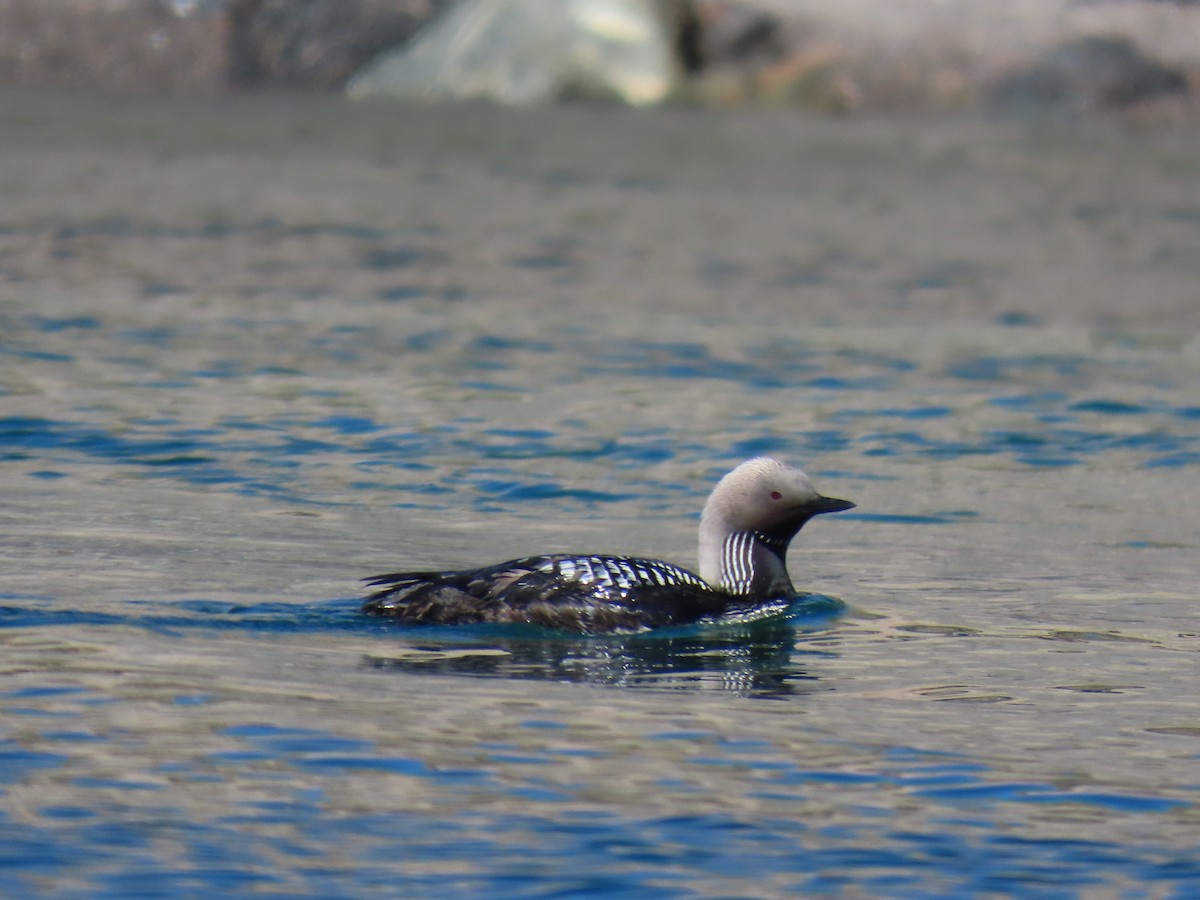 Pacific Loon - ML638182088