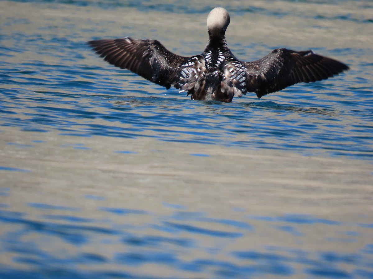 Pacific Loon - ML638182089