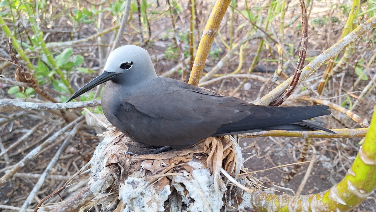 Lesser Noddy - ML638182090