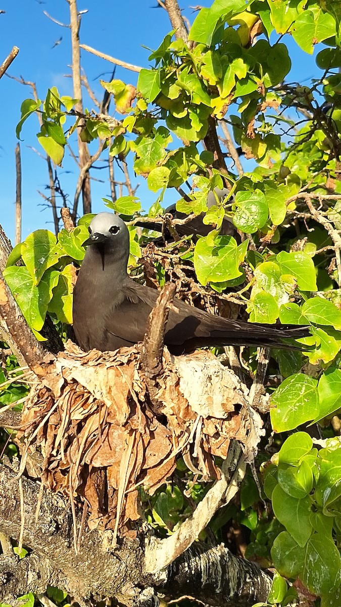 Lesser Noddy - ML638182091