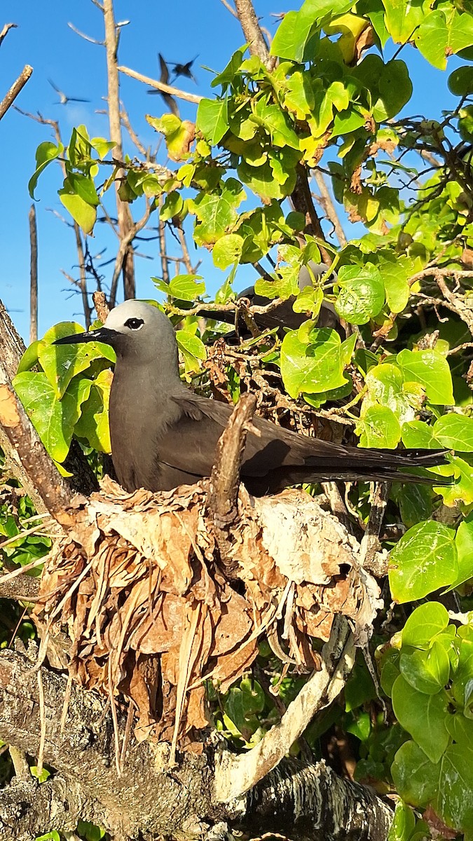 Lesser Noddy - ML638182092