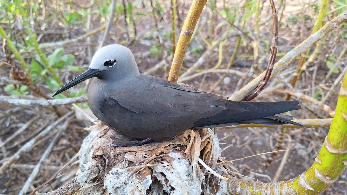 Lesser Noddy - ML638182093