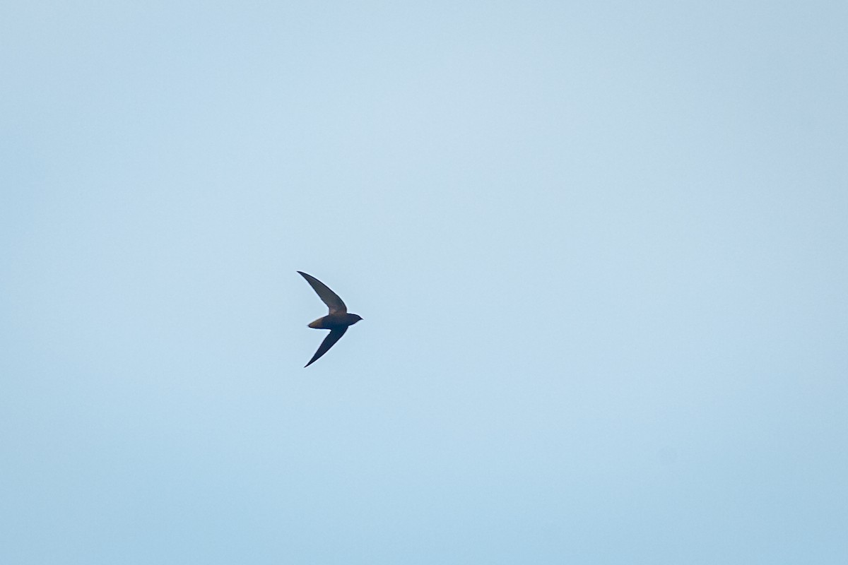 Short-tailed Swift - ML638182096