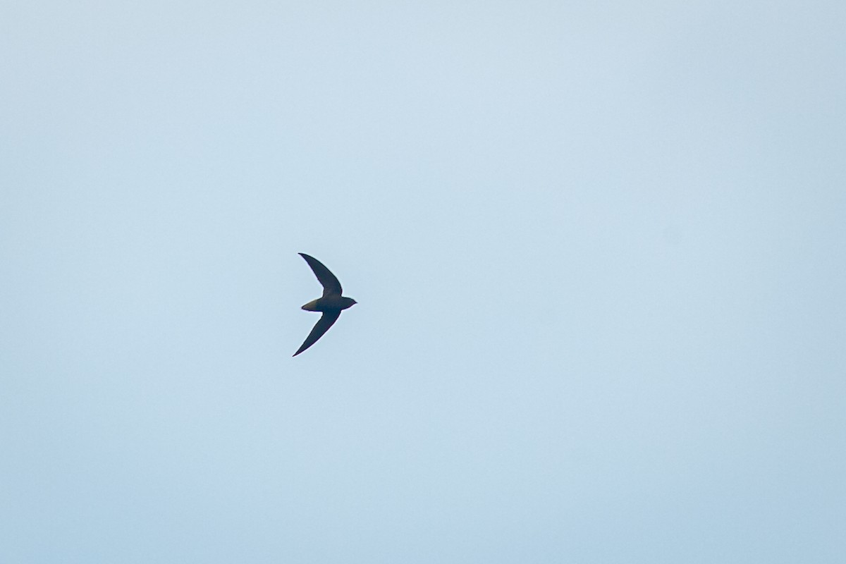 Short-tailed Swift - ML638182097