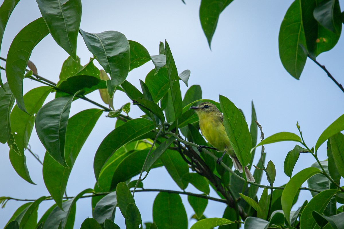 Yellow Tyrannulet - ML638182106