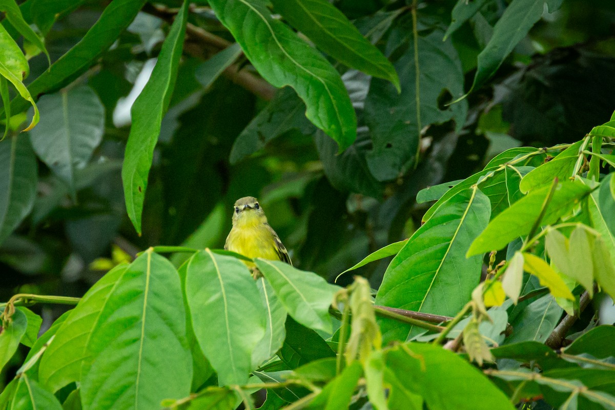 Yellow Tyrannulet - ML638182107
