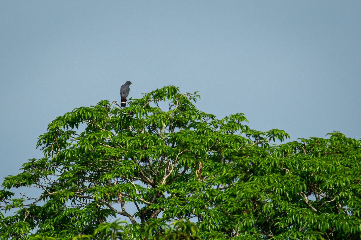 Crane Hawk - ML638182131