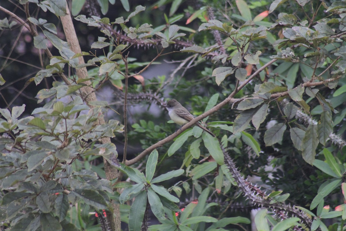 Short-crested Flycatcher - ML638182142